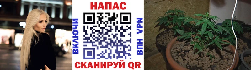 Шишки марихуана индика Сусуман